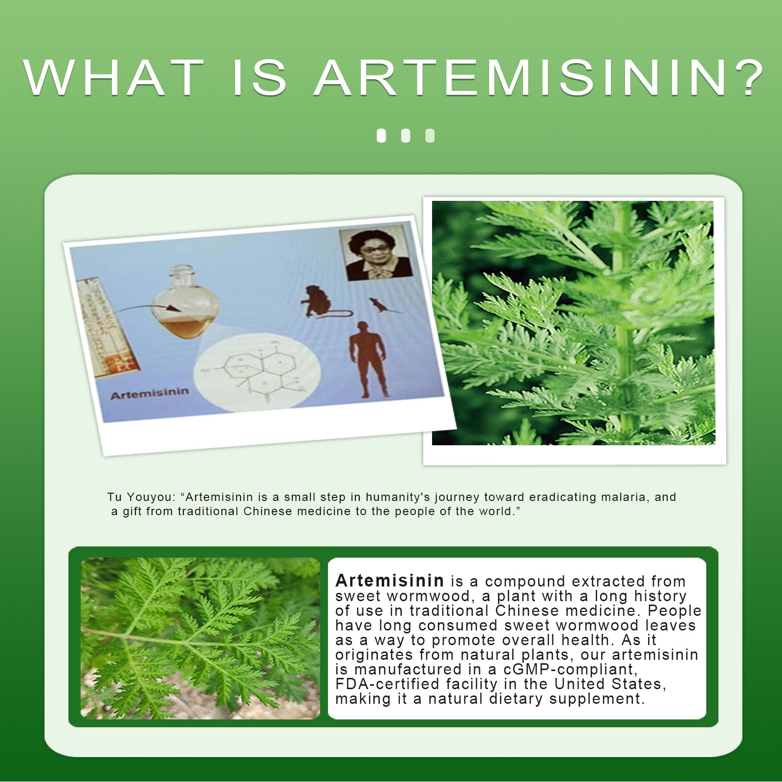 LIIFE Artemisinin (from Sweet Wormwood) with Bioperine, 100mg — Supports Immune System, Cellular Health, and Enhanced Absorption, Non-GMO, 120 Vegetarian Capsules